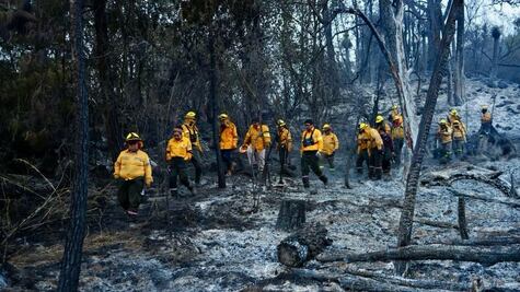 Secretaría del Medio Ambiente de CDMX pide a población evitar incendios forestales; "Nuestros bosques no deben perderse por descuidos", dice