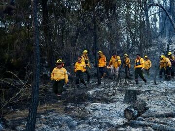 Secretaría del Medio Ambiente de CDMX pide a población evitar incendios forestales; "Nuestros bosques no deben perderse por descuidos", dice