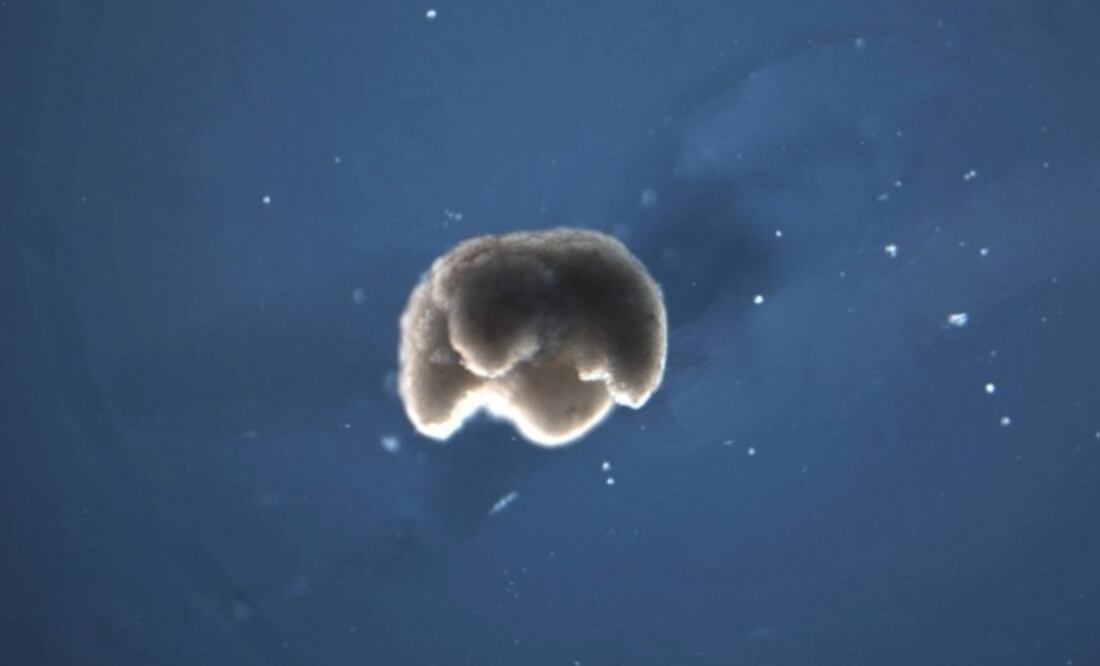 Foto: DOUGLAS BLACKISTON