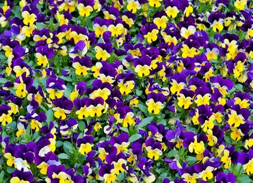 Cinco flores, cinco beneficios de incluirlas en tus comidas