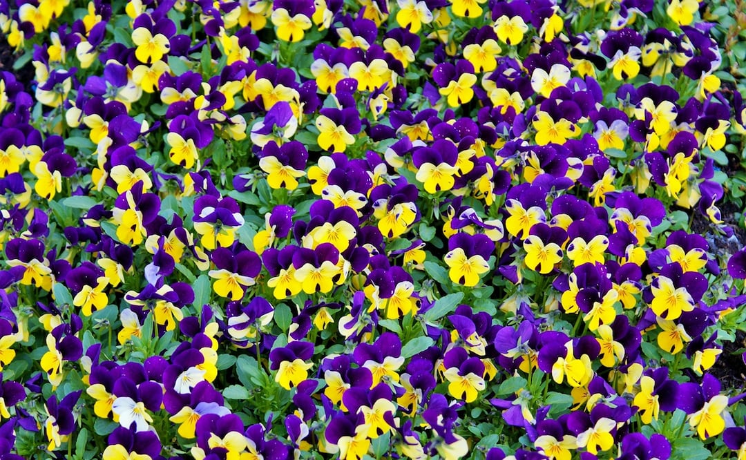 Cinco flores comestibles y sus beneficios. Foto: Pexels