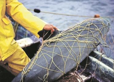 Delfines salvarán a “vaquita marina”