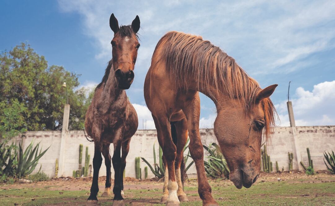 Las autoridades localizaron el martes en Nopaltepec a Lucero, una yegua y a Spirit, un caballo, también hurtados en Burrolandia. Foto: de LUIS CAMACHO. EL UNIVERSAL