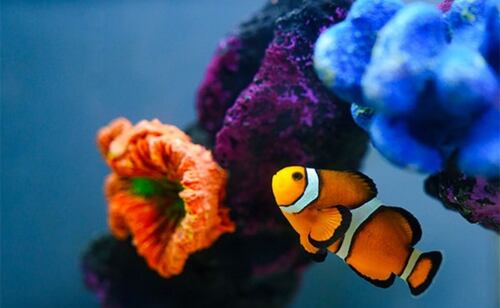 El recorrido en este show del Acuario Inbursa va acompañado por un guía. Foto: Acuario Inbursa