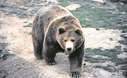Matan a oso que supuestamente sacó a una mujer campista de su tienda y la atacó en EU