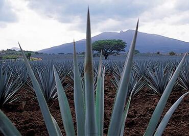 Volunteers, tequila makers lift imperiled bat off the mat, U.S. says