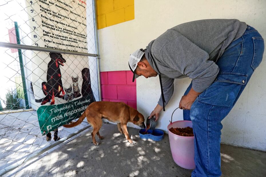 Organizaciones protectoras señalan la falta de centros de control obligatorios para atender a poblaciones de animales callejeros.