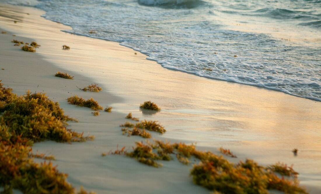 Descubre qué tan dañino es el sargazo. Foto: Unsplash