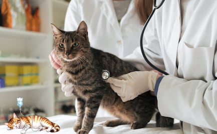 Virus felino en alerta: ¿qué es la panleucopenia y cómo se propaga?