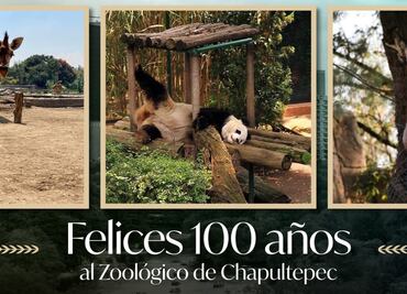 Zoológico de Chapultepec 100 años: Celebra aniversario con desfile y boletos conmemorativos