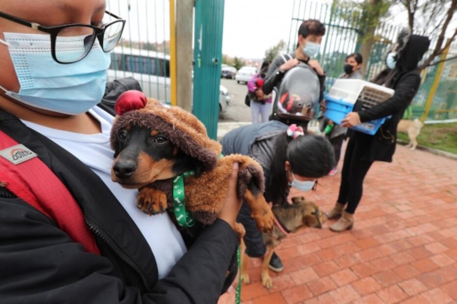 Perros, gatos y hasta conejos participan en concurso de disfraces navideños en Bolivia