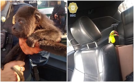 Rescatan a mono capuchino y dos tucanes en V. Carranza; hay dos detenidos