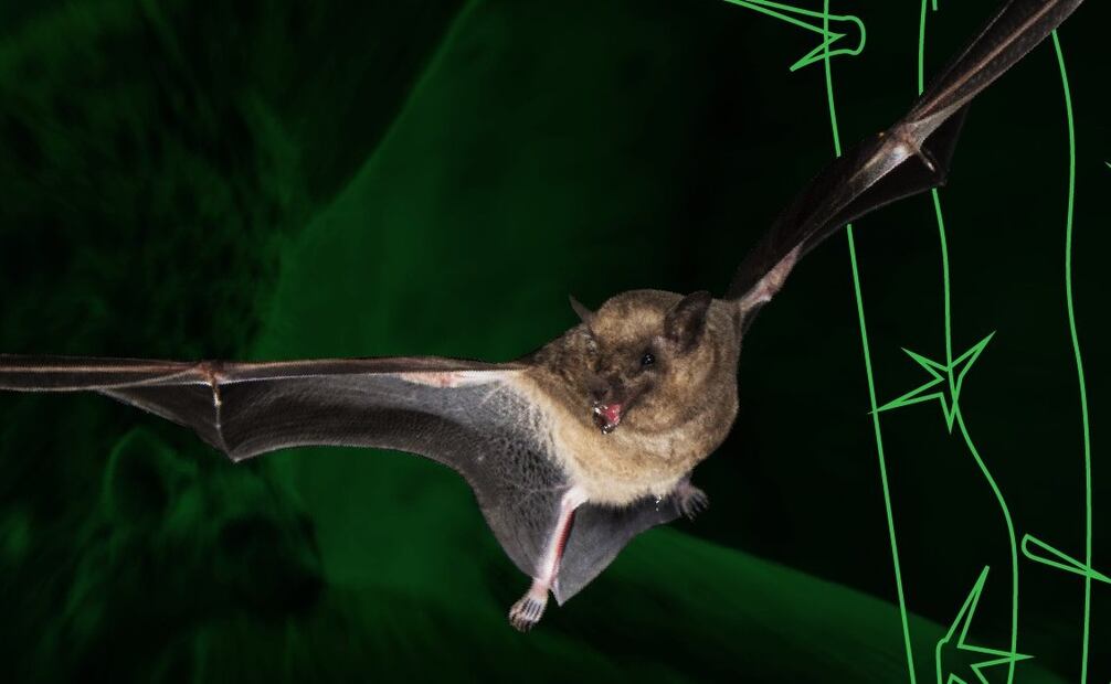 Murciélago tompudo (choeronycteris mexicana). Foto: X @BosqueFest