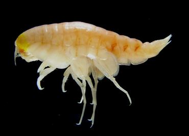 La contaminación llega hasta los fondos oceánicos