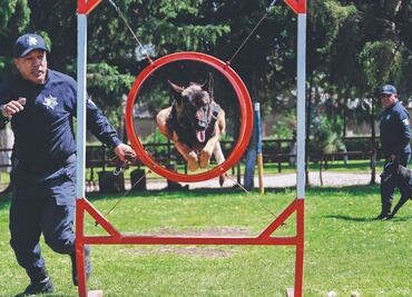 Entrenan a perros para localizar restos humanos