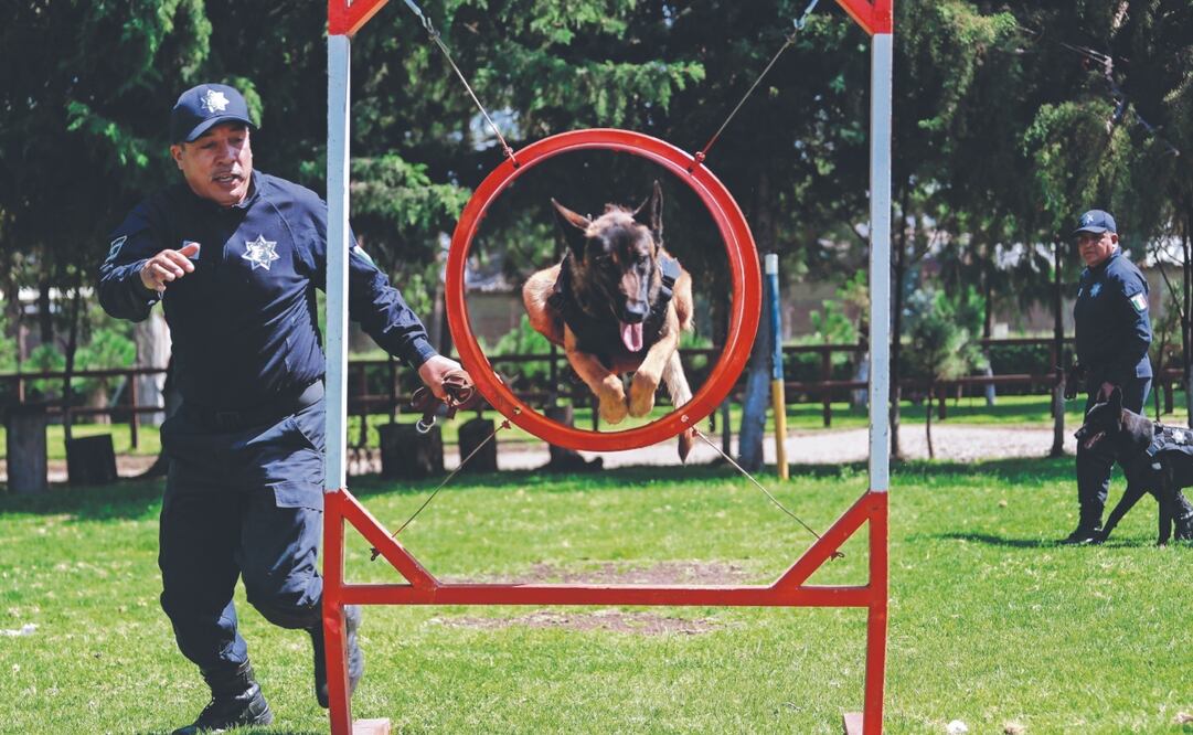 Entrenan a perros para localizar restos humanos. Foto: de Alejandro Vargas