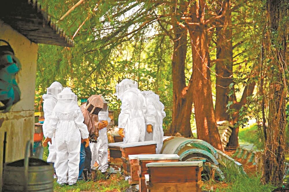 Uno de los primeros proyectos que acogió Cempa fue el de don Lauro Rivera, quien se dedica a la producción de miel. Fotos: CORTESÍA