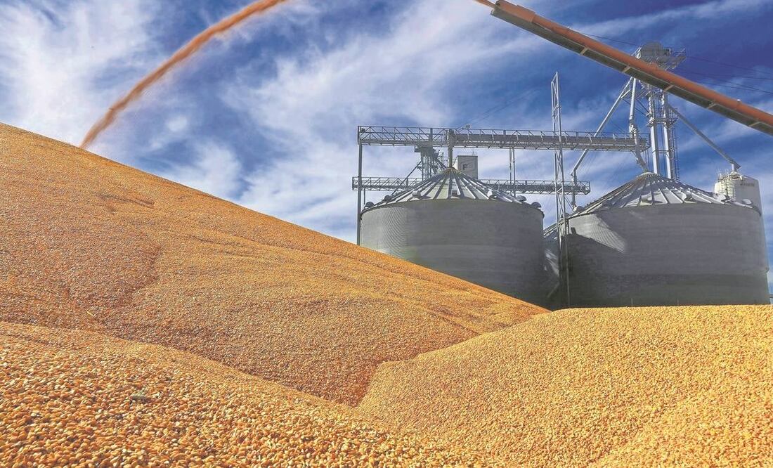 Del consumo de maíz transgénico no hay evidencias científicas que amparen que es nocivo para la salud, han criticado legisladores en EU. Foto: Seth Perlman/AP