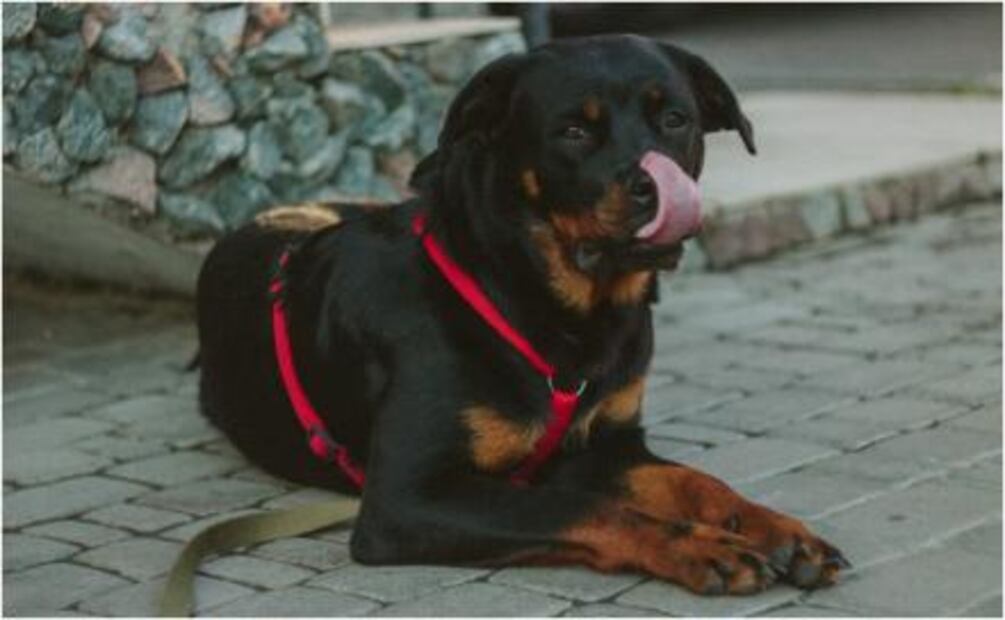 Lo que debes saber si viajas en avión con tu mascota