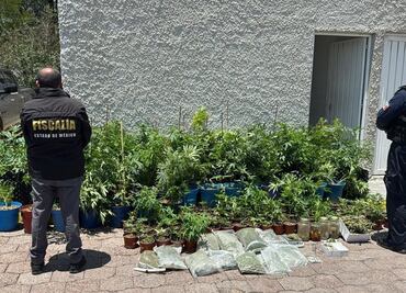 Fiscalía de Edomex encuentra 204 macetas de marihuana y 31 bolsas con hierba verde en operativo