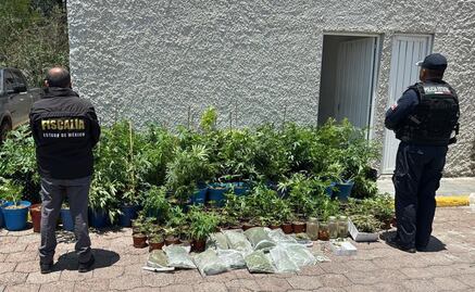 Fiscalía de Edomex encuentra 204 macetas de marihuana y 31 bolsas con hierba verde en operativo