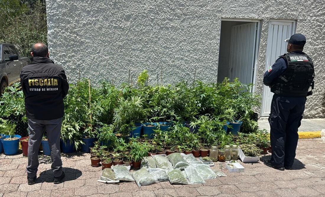 En operativo localizan 204 macetas con plantas de marihuana, 31 bolsas con hierba verde y un recipiente con hongos. Foto: Especial