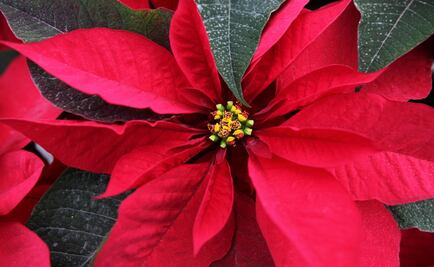 Celebrating Nochebuena!