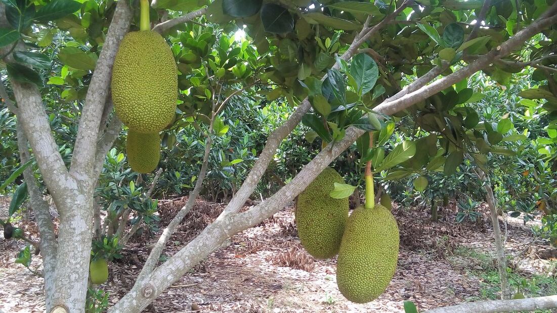 Jackfruit. Fuente: Gobierno de México