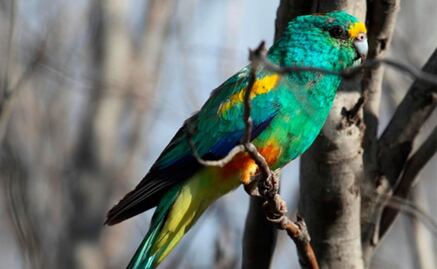 El cambio climático alargó las alas de pericos australianos