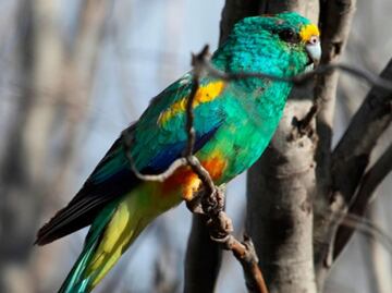 El cambio climático alargó las alas de pericos australianos