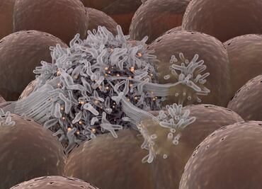 Cómo unas células "sordas" y "manipuladoras" originan el cáncer