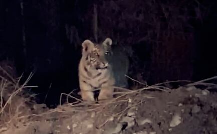 Alerta en Escobedo, Nuevo León por cachorro de tigre; piden apoyo para localizarlo