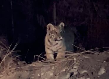 Alerta en Escobedo, Nuevo León por cachorro de tigre; piden apoyo para localizarlo