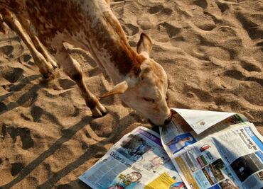 Las vacas se adueñan de las playas