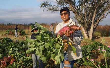 Regresa la Noche de Rábanos a Oaxaca; hortelanos y autoridades encabeza cosecha y alistan festejo