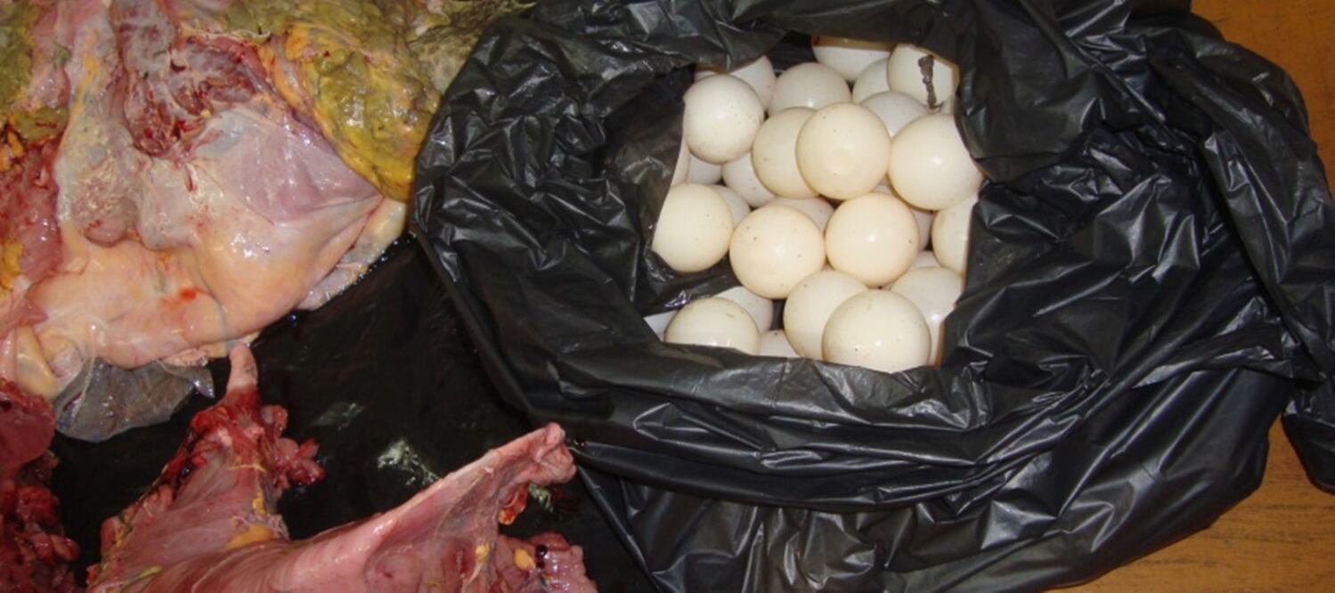 Encuentran tortuga marina destazada en Colima