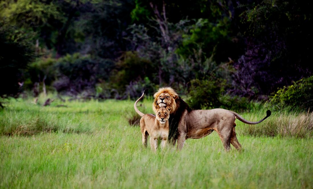 Los viajeros tienen la oportunidad de vivir una experiencia completa: un safari terrestre, una aventura en lancha. (Foto: Cortesía Nuba)
