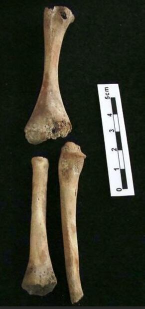 Restos fósiles de dos niños hallados al norte de la Ciudad de México.
Foto: INAH