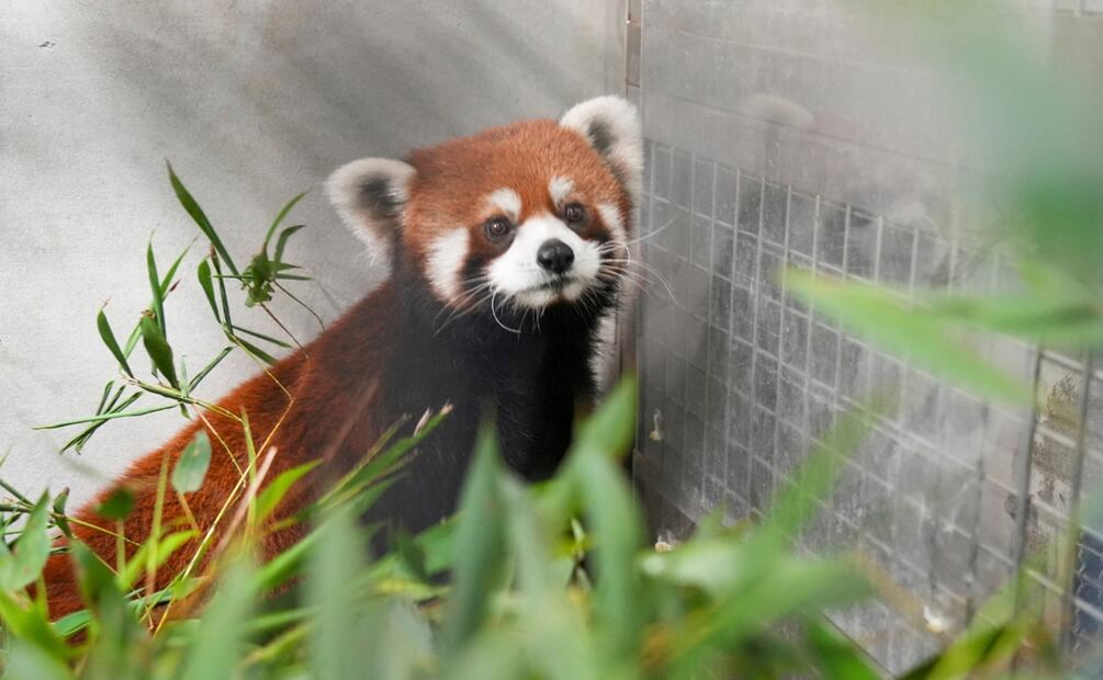 Los pandas, un macho de 3 años y una hembra de 2, permanecerán en cuarentena durante un mes y luego se aclimatarán a su nuevo hogar en el Zoológico de Taipéi antes de ser presentados al público. Foto: AP