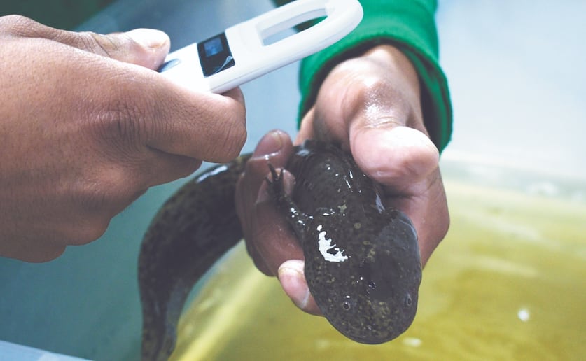 Entrevista con el Dr. Ocampo, especialista en ajolotes e investigador de la UAM Xochimilco. Busca liberar varios ajolotes criados en el Centro de Investigaciones Biológicas y Acuícolas de Cuemanco. Foto: Santiago Cadena/ EL UNIVERSAL