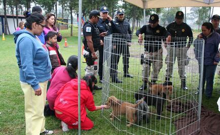Proponen crear Subsecretaría de Protección Animal