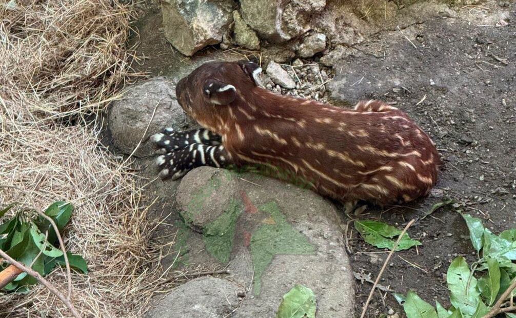 Nace un tapir centroamericano en zoológico de Chiapas; especie está en peligro de extinción.
Foto: Especial.