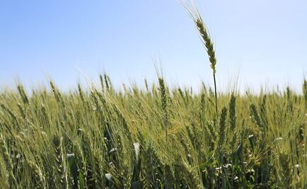 Bimbo fortalece al campo mexicano y promueve el desarrollo de pequeños agricultores