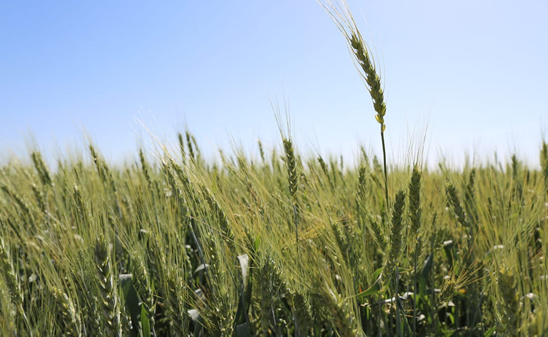 Foto: Cortesía Grupo Bimbo