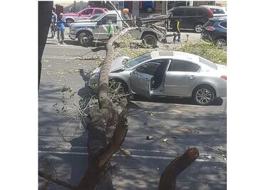 Reportan caída de dos árboles por fuerte viento en la CDMX