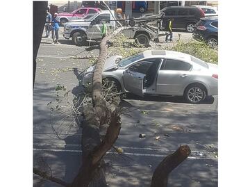 Reportan caída de dos árboles por fuerte viento en la CDMX