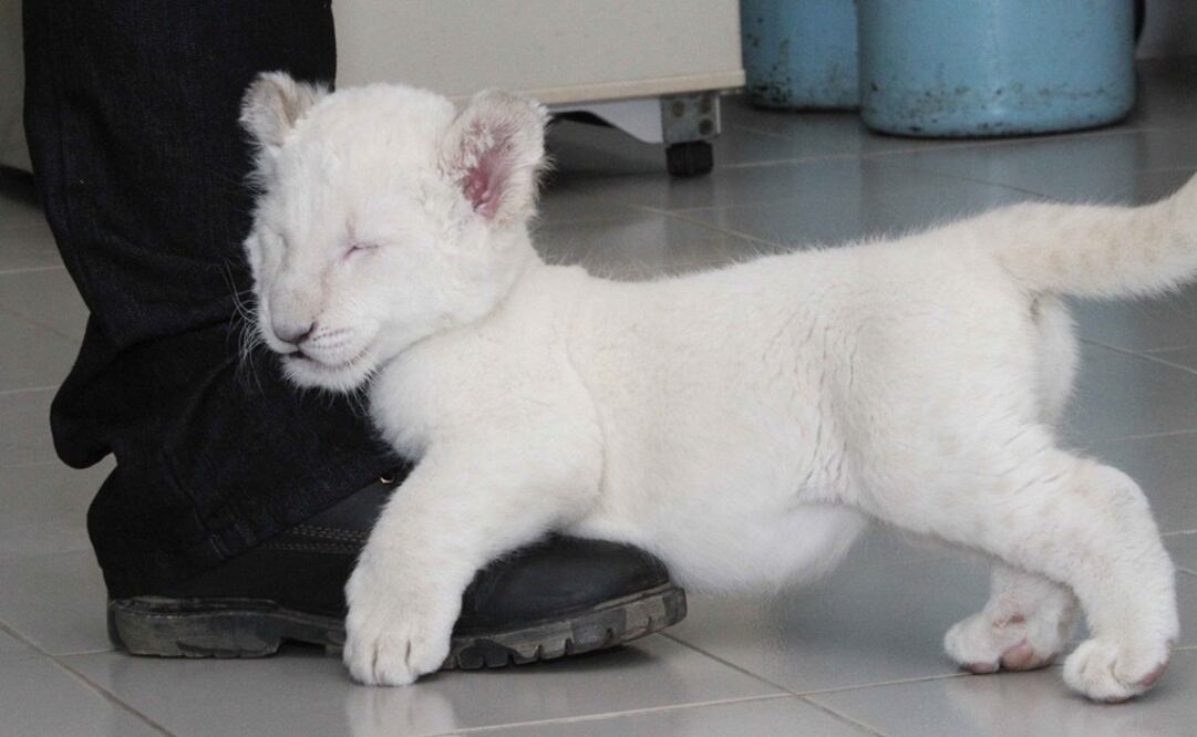 Foto: tomada de Twitter @GobTlaxcala