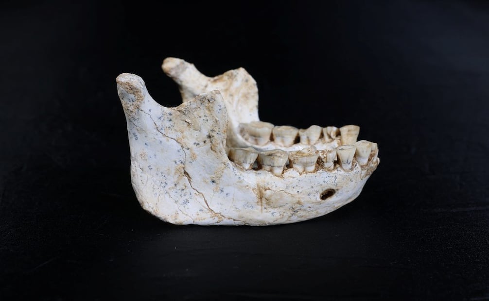 Esta imagen, publicada por el Programa Prehistórico de Casablanca el 7 de enero de 2026, muestra la mandíbula ThI-GH-10717, de 773 mil años de antigüedad, procedente de la Cantera Thomas en Marruecos. ¿Dónde surgió nuestra especie? Fósiles descubiertos en Marruecos, con más de 773 mil años de antigüedad, refuerzan la teoría de que el Homo sapiens apareció originalmente en África, según un estudio publicado el 7 de enero de 2026. Foto: AFP