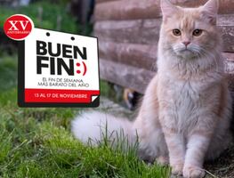 Las mejores compras para tu gato este Buen Fin 2025, según la IA