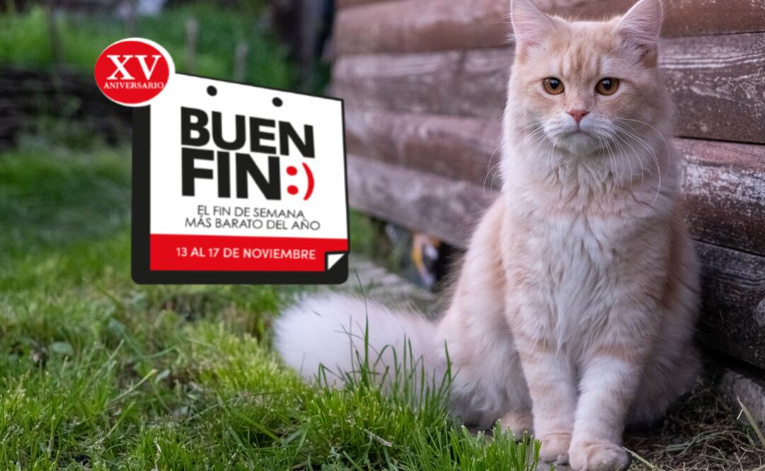 Conoce las mejores recomendaciones de productos que adquirir para tu gato durante el Buen Fin 2025, según la IA. Foto: Canva